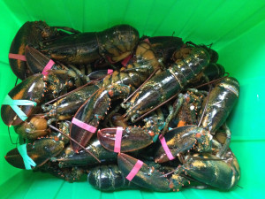 aa lobster feed